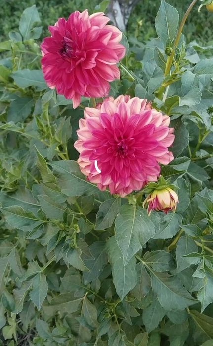 Продам корни цветов Георгины