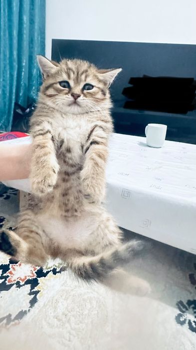 Шотландская прямоухая кошка