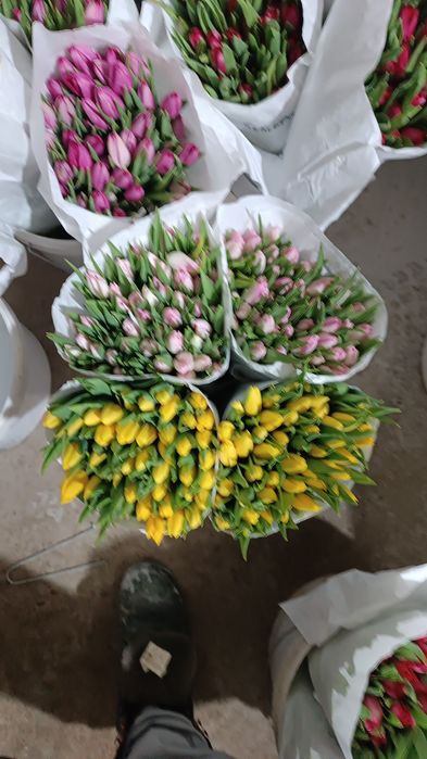 Тульпаны оптом от 50 штук