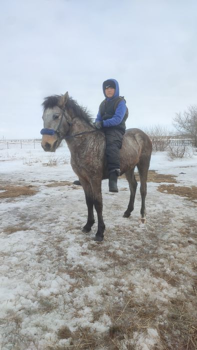 Кунан сатылады минги