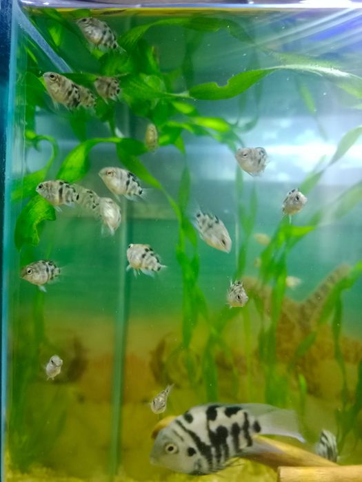 Сапфировый попугай