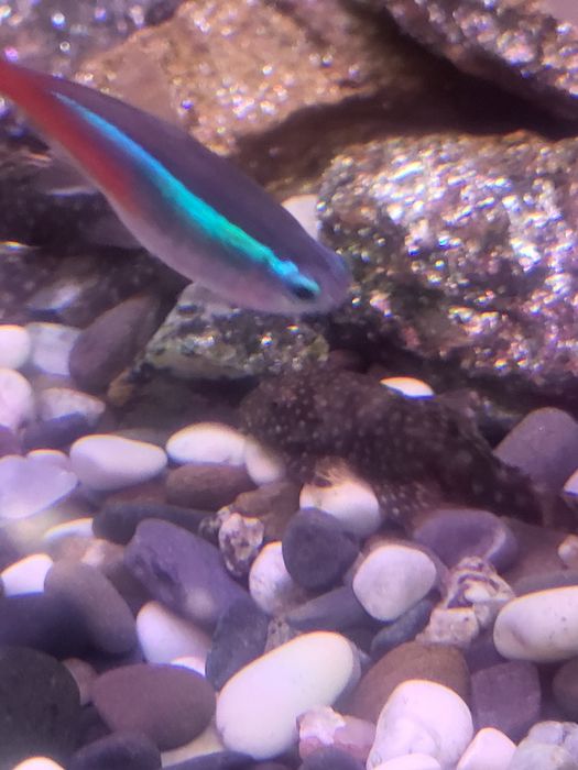 Продам сомиков анциструсов