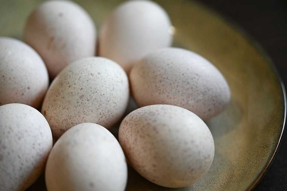 Разплодни яйца от селски пуйки