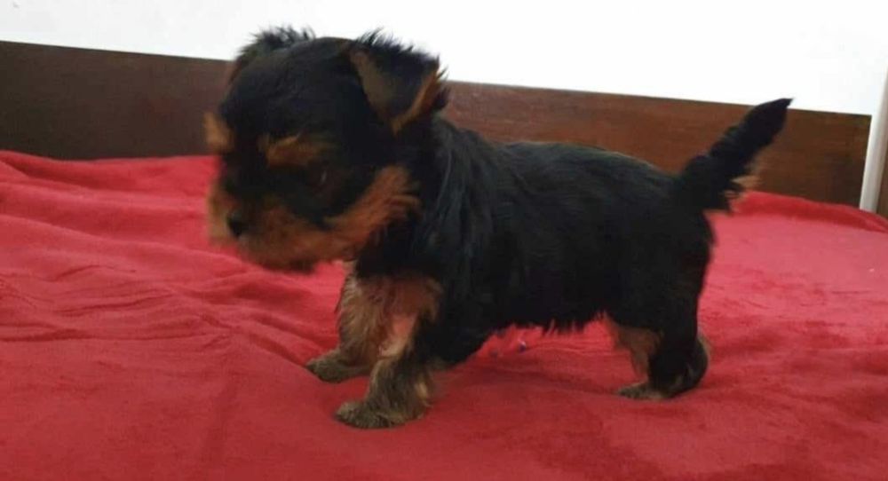 Мини йоркширски териер