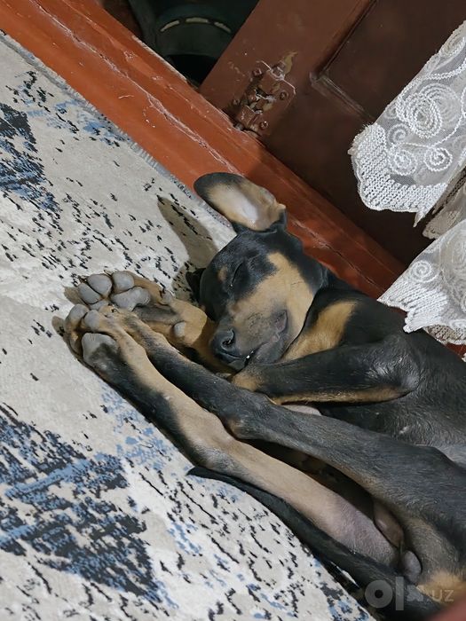 Doberman 3 oylik Erkak