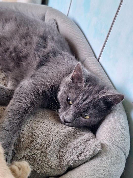 Отдам в хорошие руки