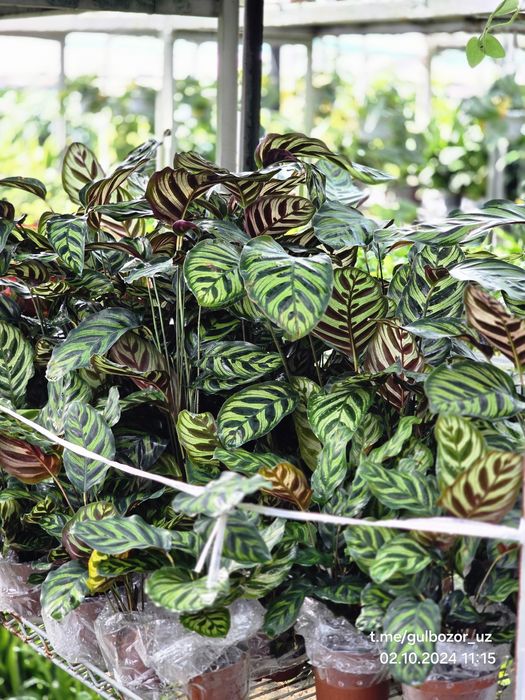 Комнатные растения Hona va ofis uchun gullar