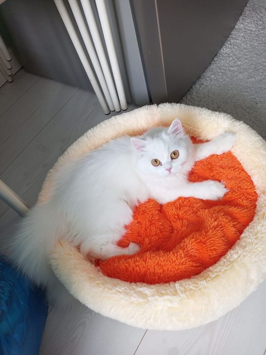 Продаютс котята британцы
