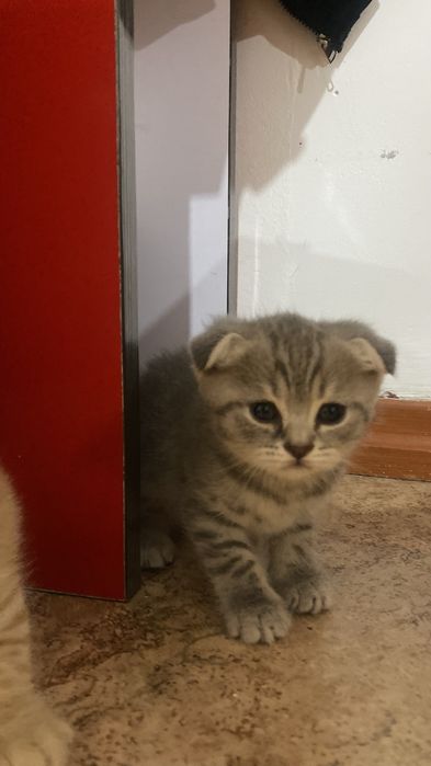 Продам коят веслоухие , шатланский британец