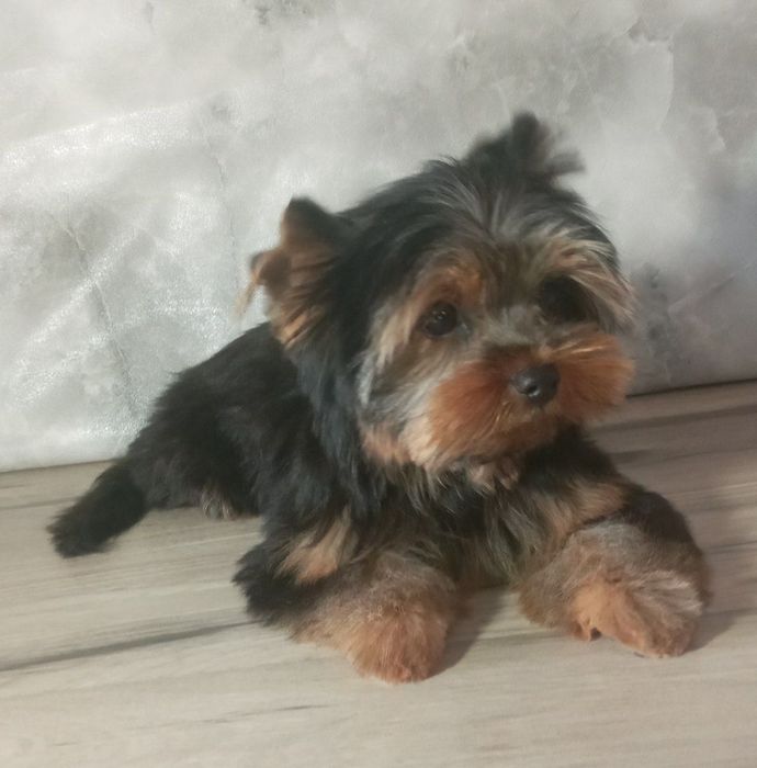 Груминг, стрижка кошек и собак