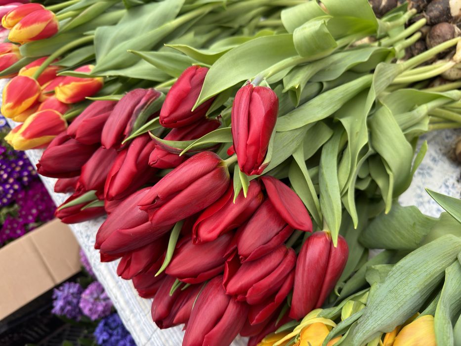 Продам тюльпаны цветы