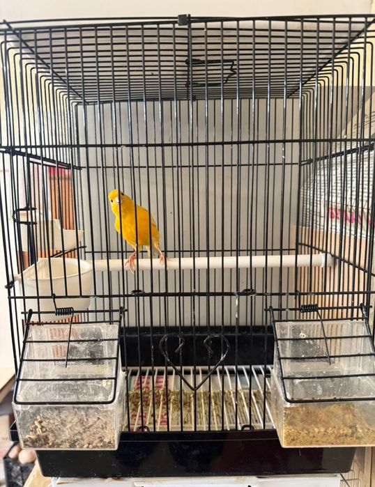 Канарейка Нар марковка