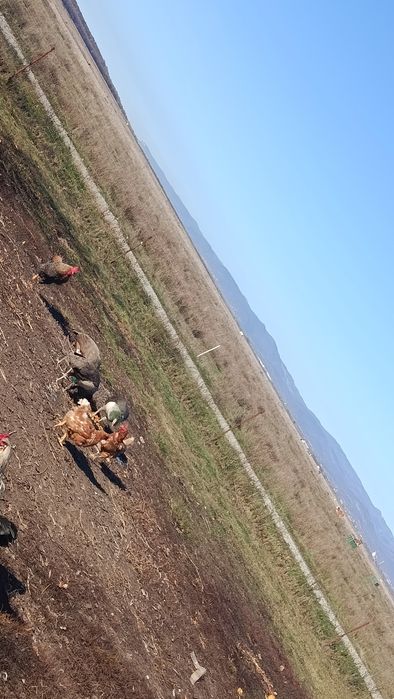 Vand doua famili de paun