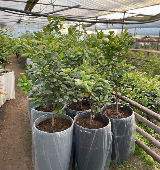 Комнатные растение