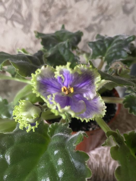 Фиалочки красивые,разные