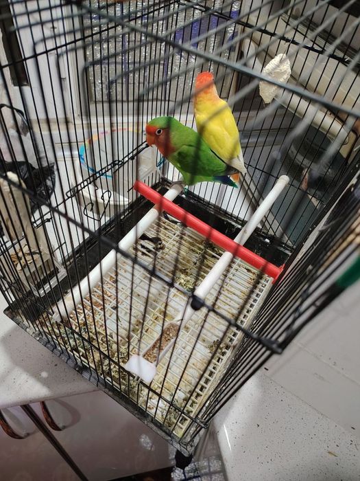 Tayyor para sotiladi