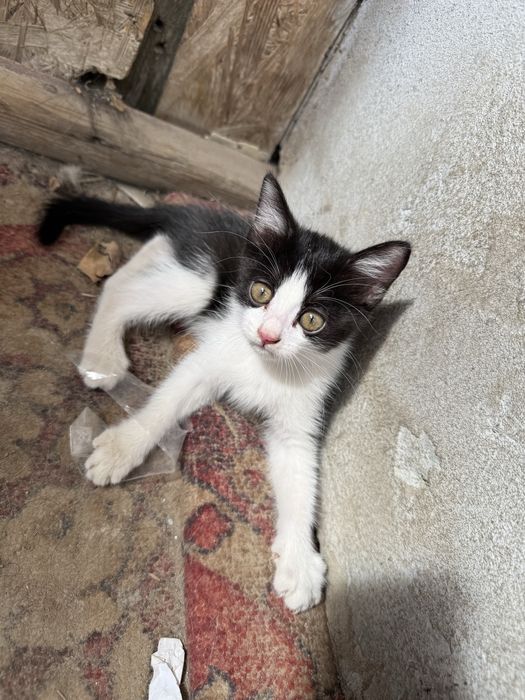 Котята игривые 1,5 месяца