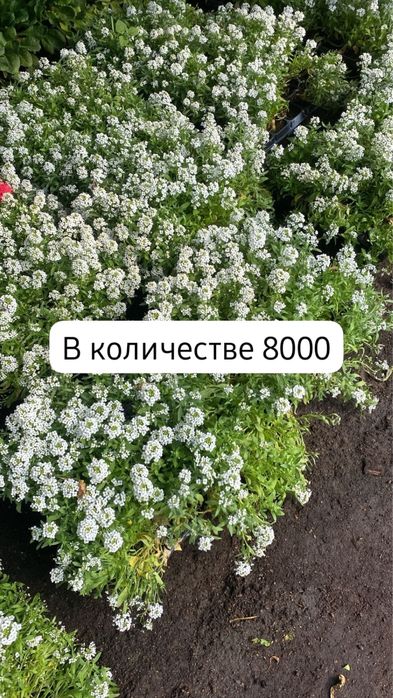 Цветы, Рассада, Ель и Сосны