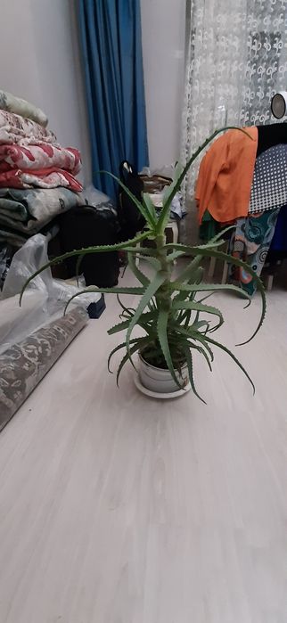 Алоэ столетник растение