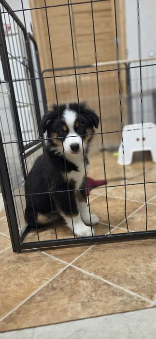 Miniature American Shepherd (mini Australian Shepherd) cu pedigee