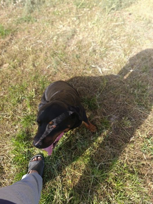 Rotveyler kuchuk 1 yosh