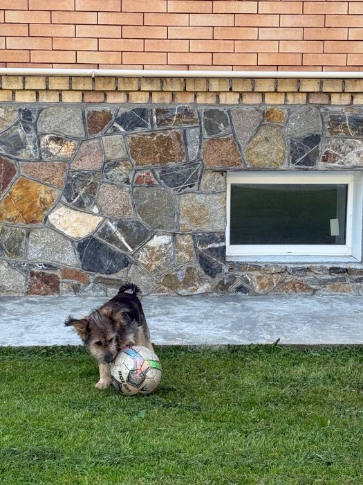 Отдам собачку в добрые руки, срочно