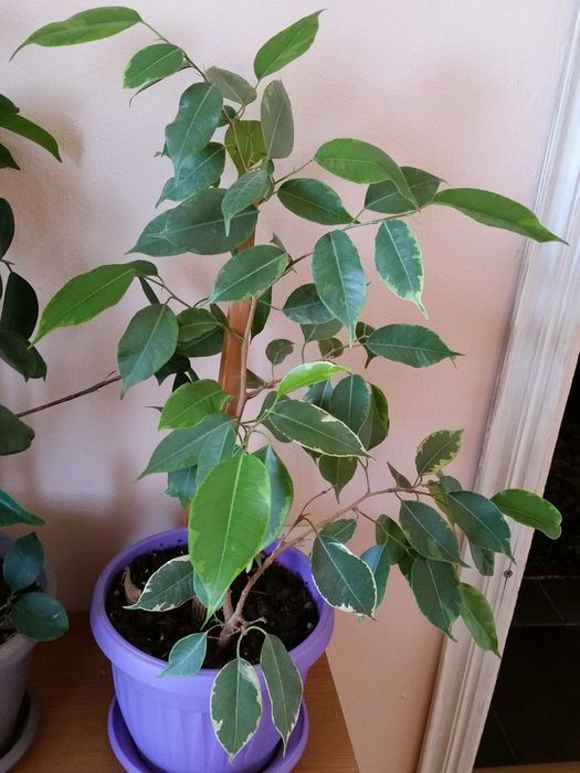 Бенджамин и бенджамин фикус Намалени!