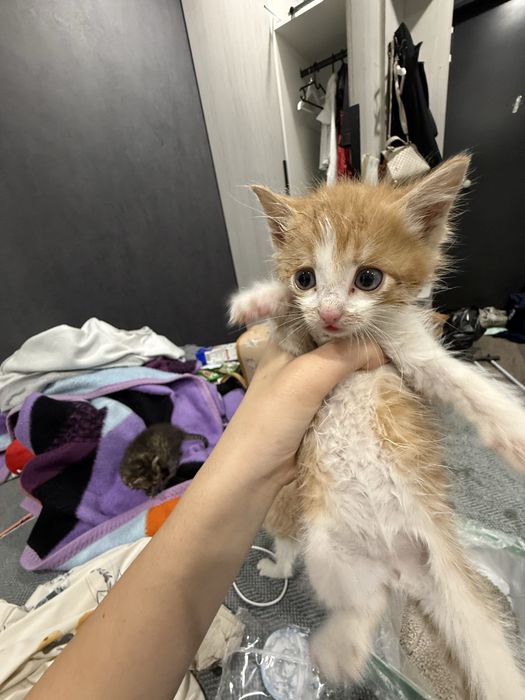 Отдам котят маленьких