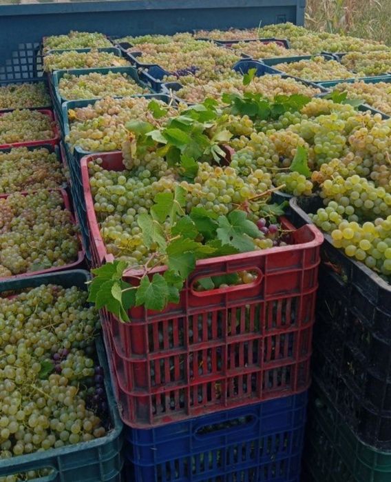 Vand struguri de vin