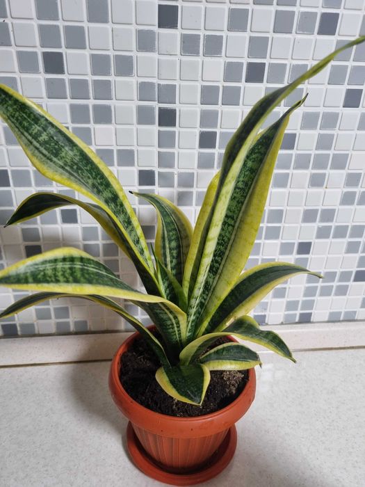 Продам санивьерию