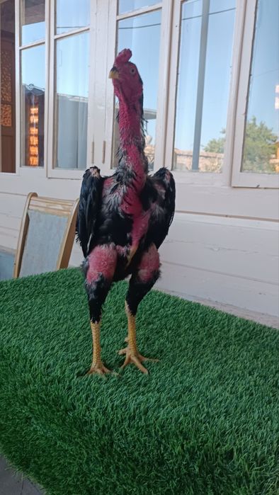 Dakan xoroz sotiladi