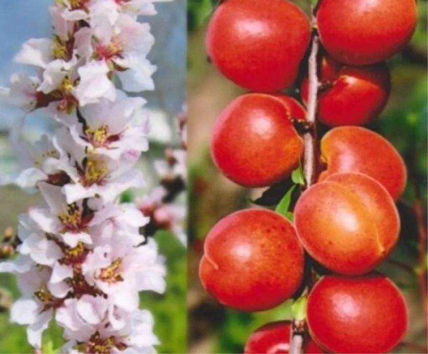 Pomi fructiferi columnari deosebiti