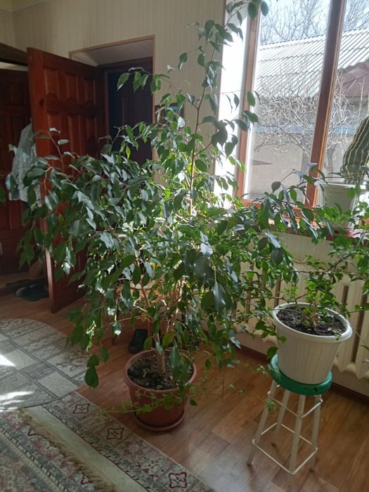 Продается большой фикус