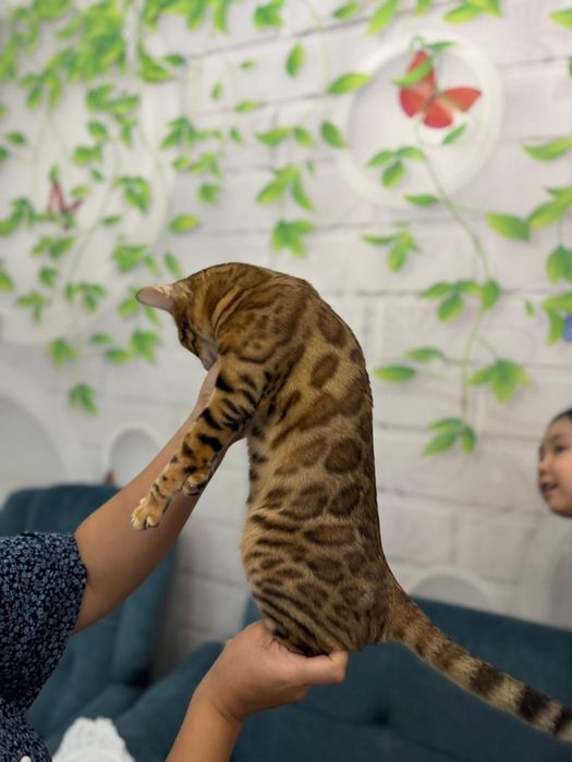 Продаю бенгальского котенка 2 месяца