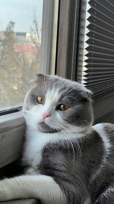 Ищем кошку для вязки!!