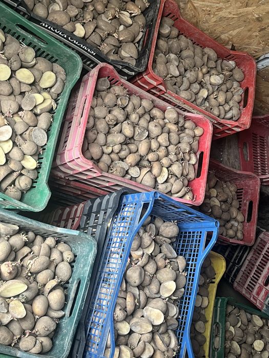 Cartofi de samanta arizona