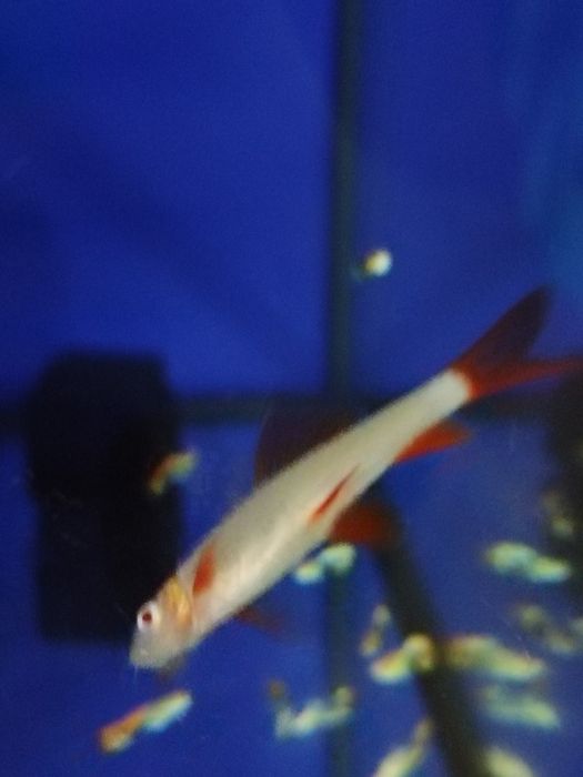 Срочно продам аквариумных рыбок