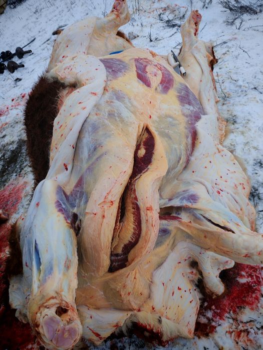 Семіз құнажын 3 жасар