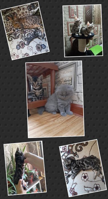 Продаётся великолепная плюшевая кошечка скотишь  фолд