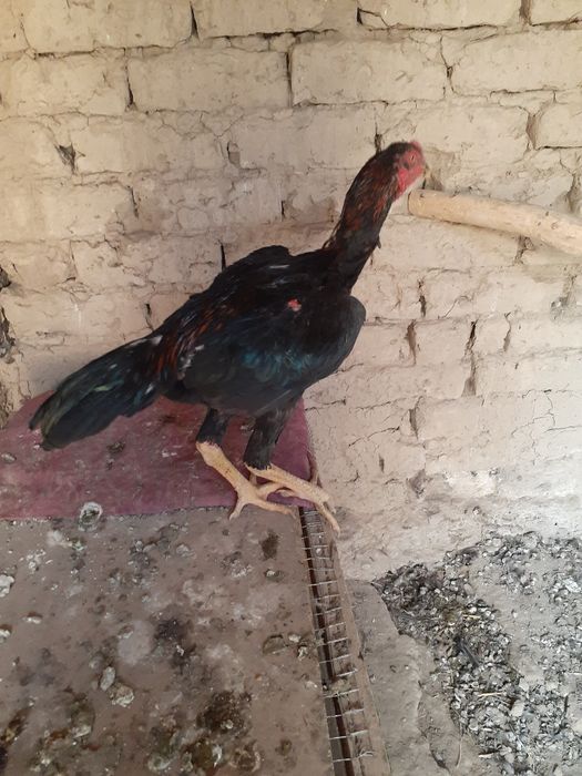 Tukli teshiklar video