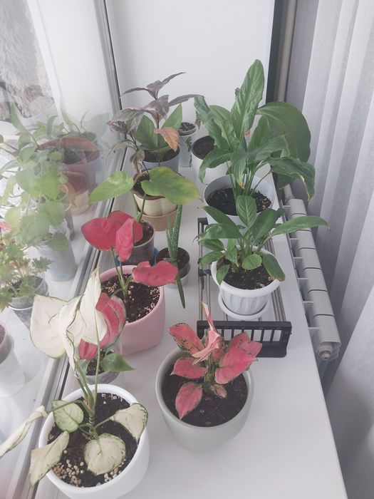 Продам  комнатные  цветы.