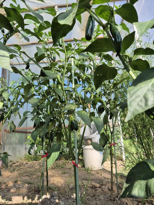 Ardei iute JALAPEGN̈O, Proaspăt, preț avantajos
