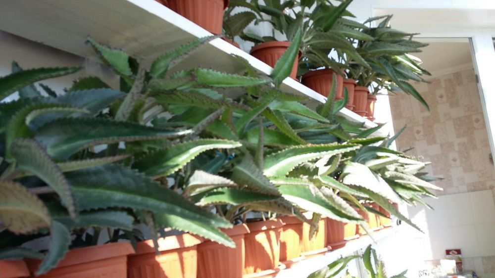 Лечебный каланхоэ.