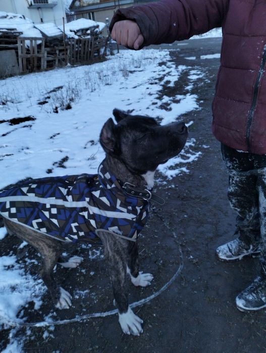 Щенок Кане Корсо!