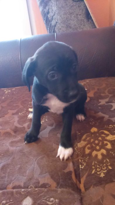 Подарявам кученца