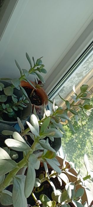 Продам денежное дерево