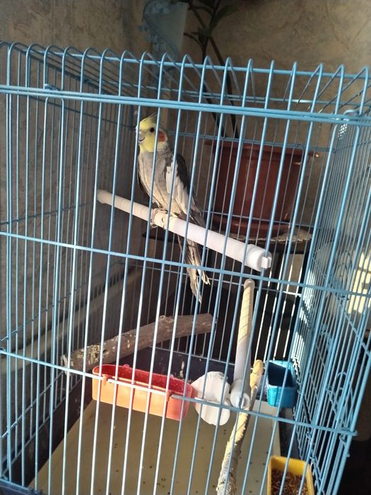 Продается попугай Корелла