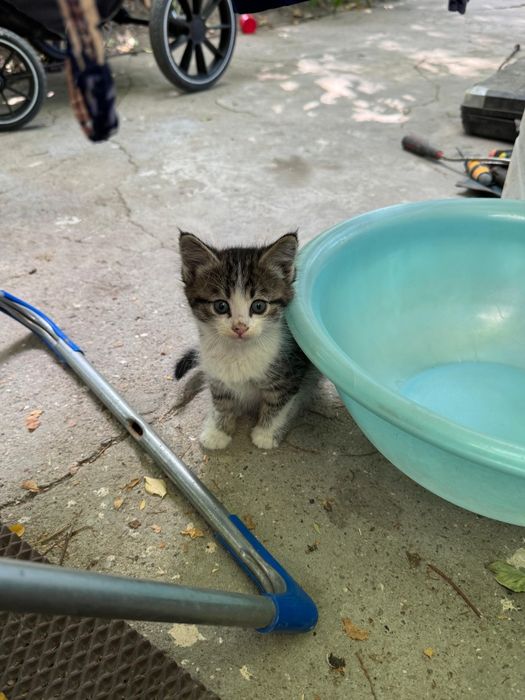 Котенок мальчик, 6 недель