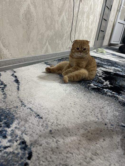 Шотландский вислоухая ogil