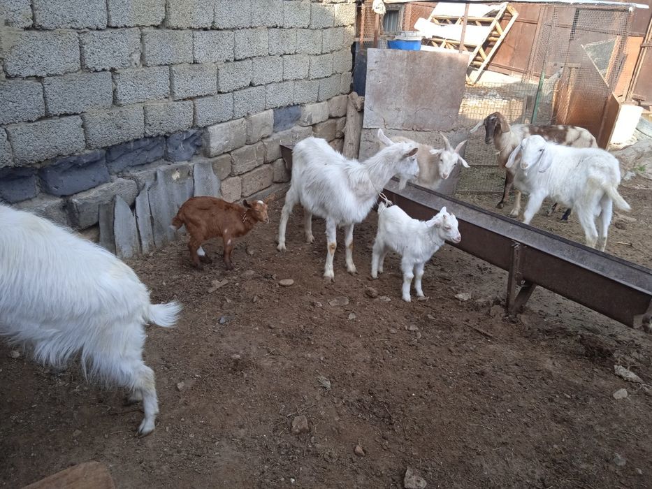 Продаются    козы